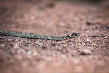 Erkeksi sürüngen veya ot yılanı, Natrix natrix