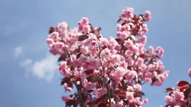 Mavi gökyüzünde rüzgarda sallanan kiraz çiçekleri