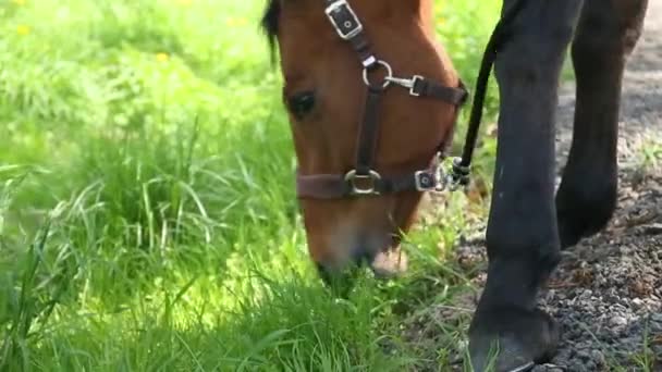 Лошадь ест свежую траву на зеленом лугу, закрывается — стоковое видео