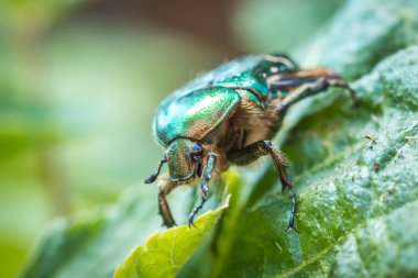 Cetonia aurata, gül chafer veya yeşil gül chafer çağırdı. Yeşil yapraktan bir böcek.