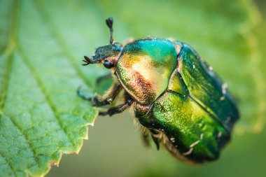 Cetonia aurata, gül chafer veya yeşil gül chafer çağırdı. Yeşil yapraktan bir böcek.