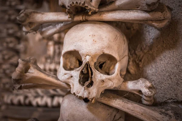 Crânios e ossos em uma parede, conceito assustador, crânio humano real . — Fotografia de Stock