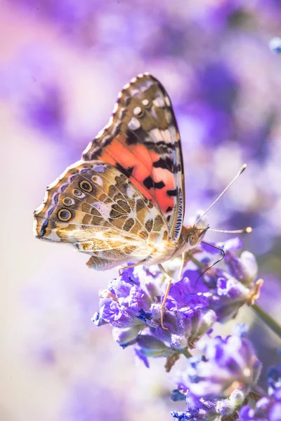 Ein schöner Schmetterling sitzt auf einer Lavendelblume in einem Sommergarten — Stockfoto