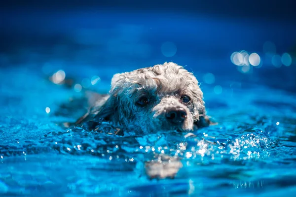 Мила сіра іграшка пуделя, що плаває в басейні в літній день . — стокове фото