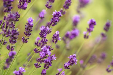 Yaz aylarında lavanta alanında lavanta mor aromatik çiçek Çalılar kadar kapatın