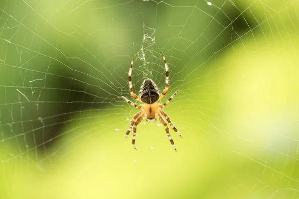 Araña en medio de telaraña sobre fondo verde — Foto de Stock