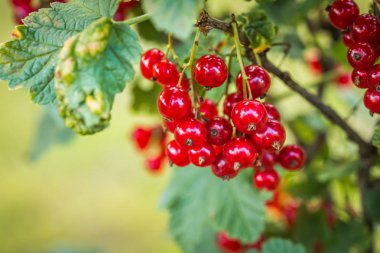 Olgun kırmızı kuş üzümü arka plan olarak yakın çekim. Kırmızı kuş üzümü olgun meyveleri hasat. Bir dalda bir demet kırmızı kuş üzümü
