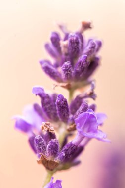 Yaz aylarında lavanta alanında lavanta mor aromatik çiçekler in kulak kadar kulak