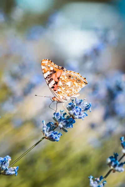 Vanessa cardui Schmetterling in blauen Lavendelblüten Makro Insekt Natur Nahaufnahme Sommer — Stockfoto