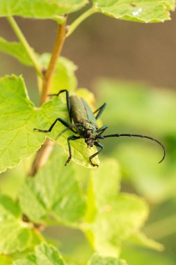 Misk böceği - Aromia moschata - ağız kısımlarına yakın çekim. Yeşil aromia moschata.