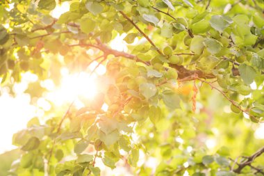 Güneşli bir günde olgunlaşmamış kayısı meyvesi, bahçede kayısı ağacında. Güneşli kayısılarda güneş ışınları. Bahçede güneş ışığı. Olgunlaşmamış kayısı.