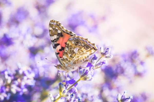 Ein schöner Schmetterling sitzt auf einer Lavendelblume in einem Sommergarten — Stockfoto