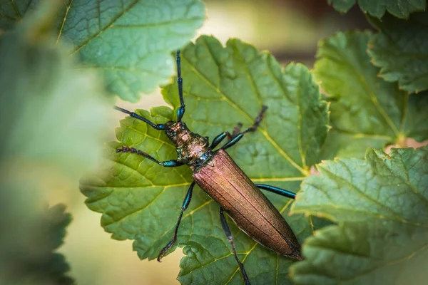 Aromia moschata longhorn beetle green. Aromia moschata en hoja. De cerca. . — Foto de Stock