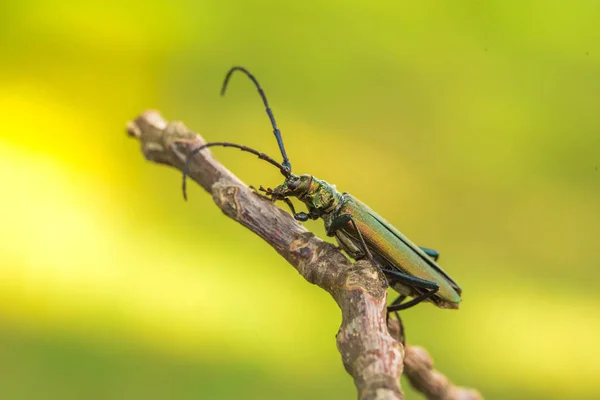 Misk böceği - Aromia moschata - ağız kısımlarına yakın çekim. Yeşil aromia moschata. — Stok fotoğraf