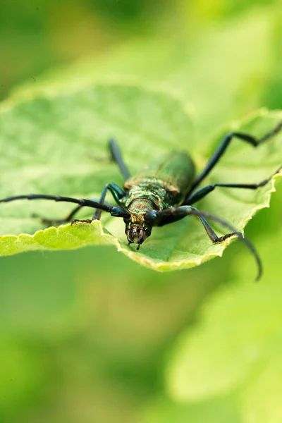 Escarabajo almizclero - Aromia moschata - Primer plano de las partes de la boca. Moschata de aromía verde. — Foto de Stock