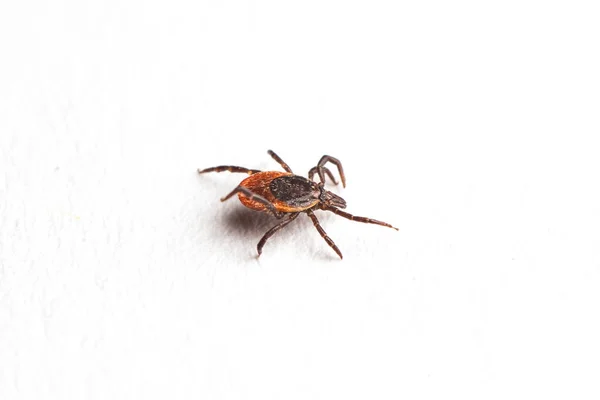 Ağaç kenesi, Ixodes ricinus, örnek - açılı kenar görüş, beyaz üzerine izole edilmiş.