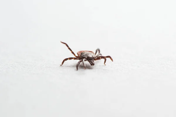 Ağaç kenesi, Ixodes ricinus, örnek - açılı kenar görüş, beyaz üzerine izole edilmiş.