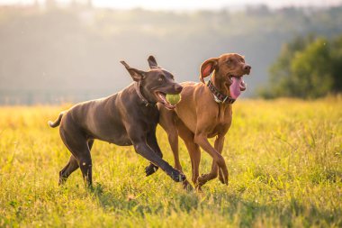 İki genç komik sevimli köpekler-Macar kısa saçlı Işaret köpeği