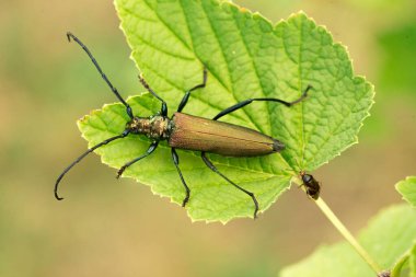 Aromia moschata longhorn böceği yeşil yapraklar üzerinde poz veriyor, uzun antenli büyük misk böceği ve güzel yeşil metalik vücut, güzel sommer doğal manzara