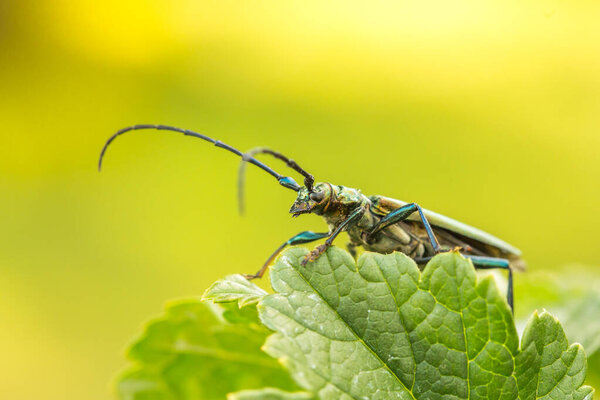 Aromia moschata longhorn beetle posing on green leaves, big musk beetle with long antennae and beautiful greenish metallic body, beautiful sommer natural scene