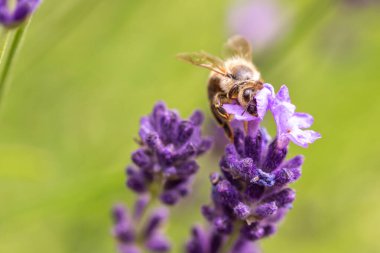 Güneş, güneşli lavanta sırasında arı ve lavanta ile tozlaşma