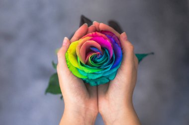 İçinde gökkuşağı gülü olan bir kalp gibi el ele tutuşan kadın. Sevgililer Günü kartpostalı. Kadınlar Günü 'nde. Aziz Valetines Günü. Gökkuşağı gülü aşkı ve mutluluğu simgeler..
