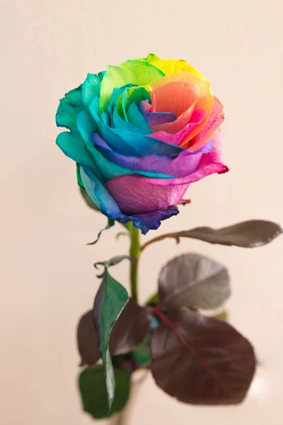 Gej Lesbijki Lgbt tęcza flaga wykonane z cały róża symbolizują Lgbt społeczność i tolerancja. — Zdjęcie stockowe