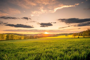 Sıcak güneş ışığında taze çiçek açan tepelerle muhteşem bir gün. Dramatik ve pitoresk akşam günbatımı sahnesi. Mevki: Çek Cumhuriyeti, Orta Avrupa. Yağlı tohumlu tecavüz ile bohem tarlaları.