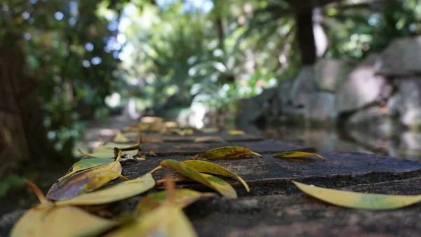 Летние Листья Каменном Заборе — стоковое фото
