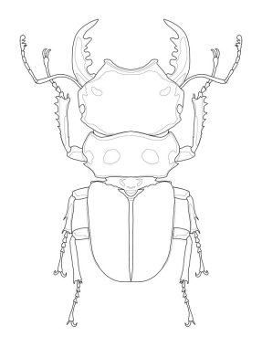 Yukarıdan bakıldığında siyah-beyaz çizgi çizimi boyama sayfaları, bilim materyalleri ve doğa çizimleri için mükemmeldir..