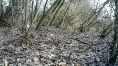 Sıradan bir akbaba, Buteo buteo, yırtıcı kuş ağaçtan havalanıyor. FullHD 'de doğa ve hayvanlar