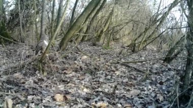Sıradan bir akbaba, Buteo buteo, yırtıcı kuş ağaçtan havalanıyor. FullHD 'de doğa ve hayvanlar