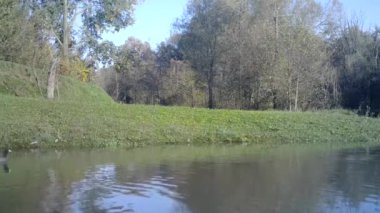 Ortak Moorhen, Gallinula Chloropus, Su Kuşları Gölden Kalkıyor