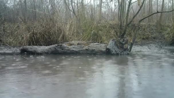 Os pássaros pequenos lutam pela comida sobre um log perto de uma lagoa de pântano — Vídeo de Stock