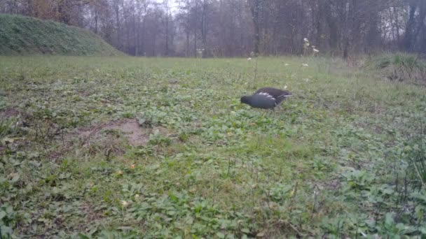 Pollo común del pantano de Moorhen o de Waterhen en una pradera verde de la hierba por día — Vídeo de stock