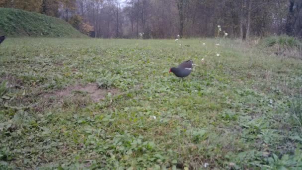 Graze común de Moorhen con un pedazo de comida en el pico en un prado de hierba verde por día — Vídeo de stock