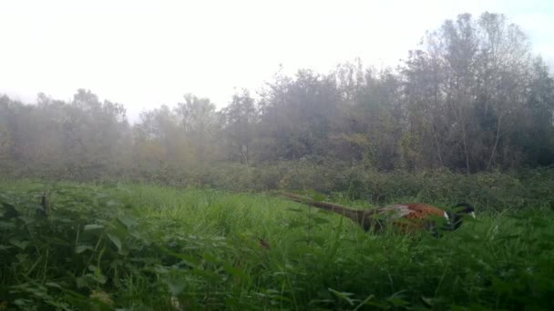 Nära bild av en vanlig fasan, Phasianus Colchicus, i en skog — Stockvideo