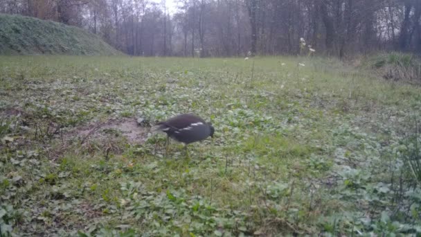 Vanliga Moorhen eller Waterhen träsk kyckling i en grön gräs äng dag Stäng Visa — Stockvideo