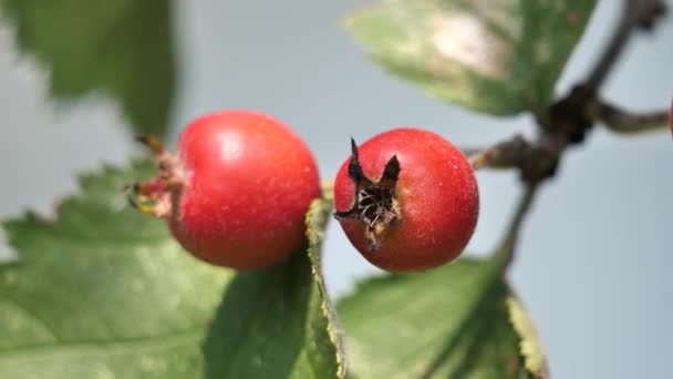 Małe Czerwone Dzikie Jabłka, Crataegus Azarolus, wiosną owoce na gałęzi drzew — Wideo stockowe