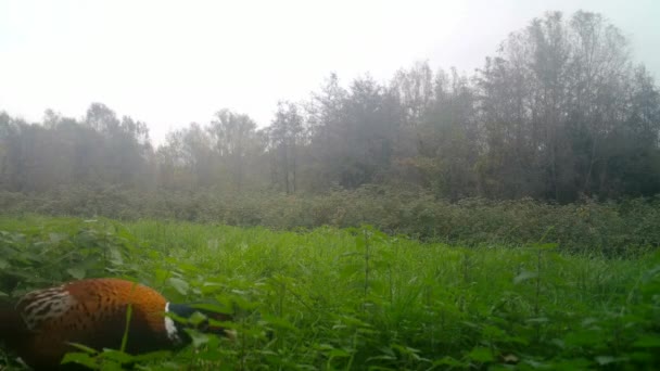 Närbild av en färgglad gemensam fasan, Phasianus Colchicus, i en skog — Stockvideo