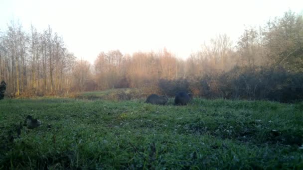 Dwa Coypu, Myocastor Coypus lub Nutria, jedzą trawę w lesie w zimowy dzień — Wideo stockowe