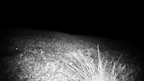 Coypu, Myocastor Coypus, or Nutria Walks in a Meadow in the Night — Stock Video