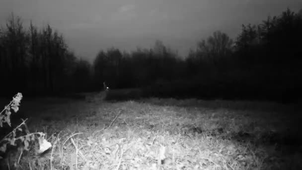 Belleza Liebre Europea, Lepus Europaeus, en la noche en una hierba — Vídeos de Stock