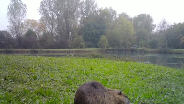 Coypu, Myocastor Coypus, nebo Nutria jí trávu v blízkosti jezera ve dne — Stock video