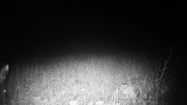Egy európai nyúl, Lepus Europaeus közelsége egy füves réten éjszaka — Stock videók