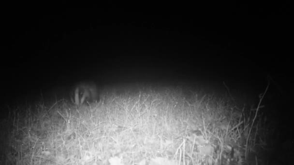 European Badger, Meles Meles or Eurasian Badger, in the Night in a Meadow — Stok Video