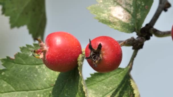 Μικρά κόκκινα άγρια μήλα, Crataegus Azarolus — Αρχείο Βίντεο