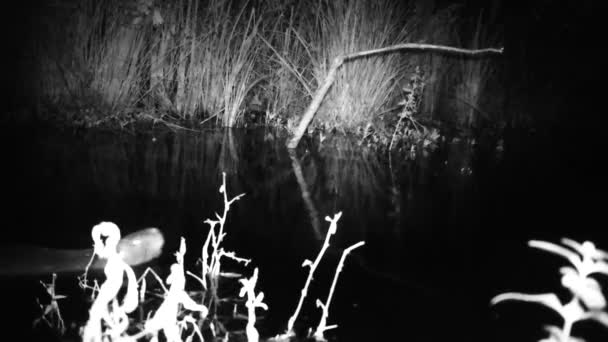 Coypu, Myocastor Coypus, of Nutria Zwemmen in een bos meer in de nacht — Stockvideo