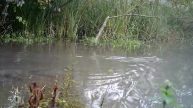Coypu, Myocastor Coypus veya Nutria Ormandaki Bataklıkta Yüzüyor