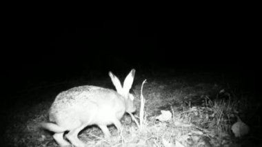 Avrupa Tavşanı, Lepus Europaeus, Gecenin Yakın Görüntüsü